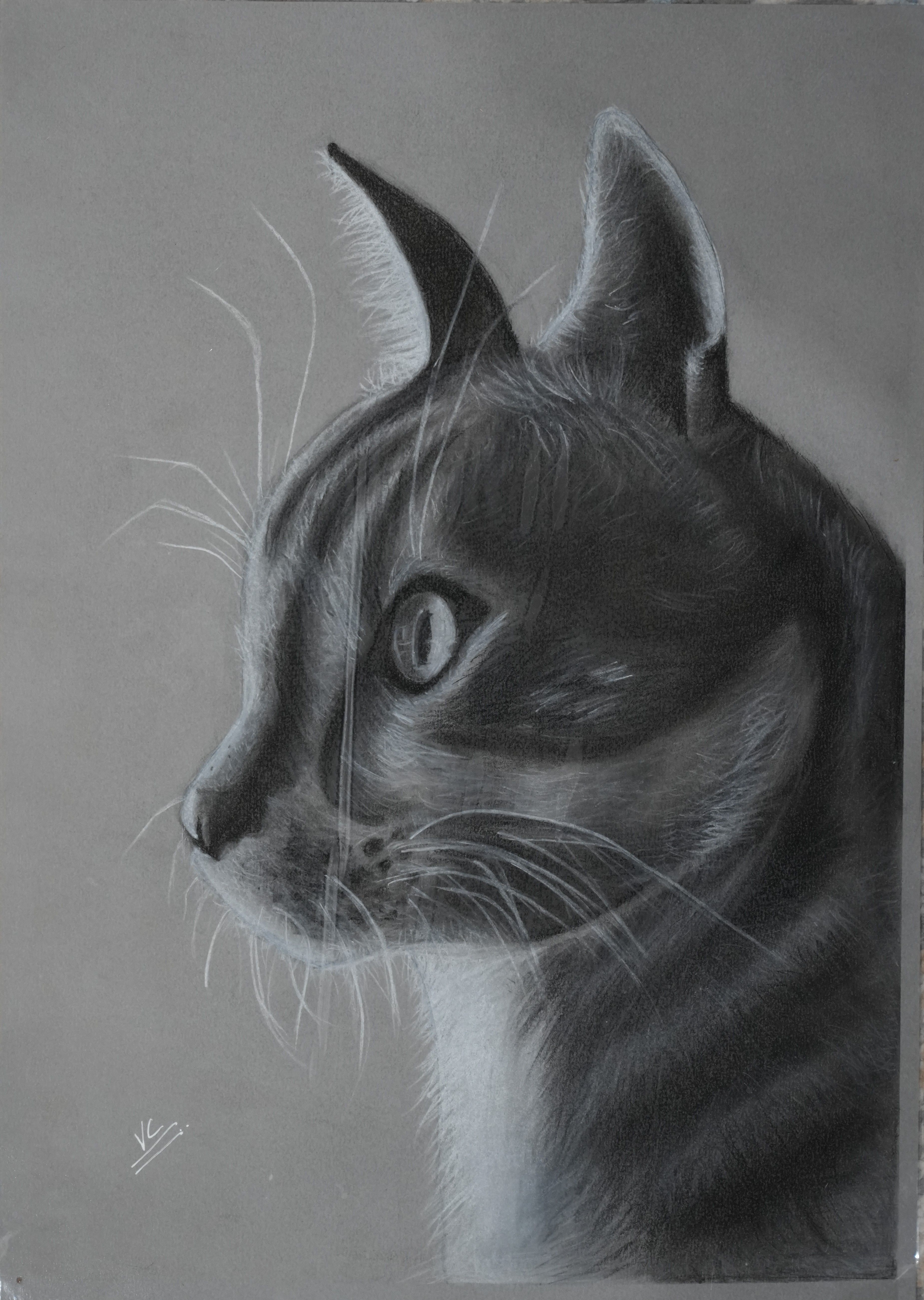 Charcoal drawing of a close-up cat portrait.